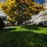 Quimper Printemps Mimosa 