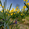 Narcisse jaune Creach Gwen Quimper