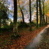 Buchen im Herbst Allee du Bourdonnel Quimper