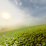 Nebel Sonnenaufgang Friedenslinde Bronnweiler 1487
