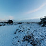 Tenhaagdoornheide