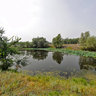 Sacred Lotus Lake, Nelumbo nucifera, Volga Akhtuba floodplain