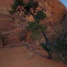 Pine Tree Arch, Arches National Park, USA