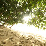 White Sand Beach under a tree