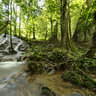 Manora Forest Park