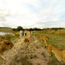 The Ranch Resort - Walk with Lions