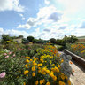 The Ranch Resort - Protea Hotel The Ranch - Rose Gardens