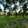Panorama of the forest near the Thessaloniki, Greece