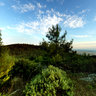 Panorama of the forest near the Thessaloniki, Greece