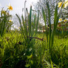 Daffodils
