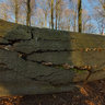 Fallen Beech with Oyster Mushrooms