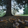 The Wood Blewit - Lepista Nuda in Mindeparken