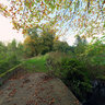 The Forest At Trente Moelle