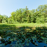 Water Lillies And Horsetails In Gudhjem Plantation