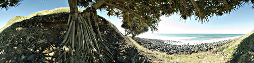 Lennox Point Tree