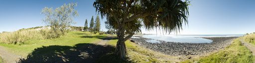 Lennox Point Tree 2
