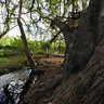 Milenary Tree in Concá