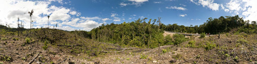 Destruction of the Lacandona Jungle