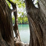 Between three Ahuehuetes