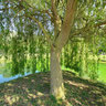 Under the weeping willow