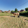 Elsa, draught horse