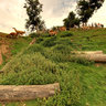 With the guanacos of the Zoo of Maubeuge