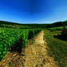 vignes de champagne 2 - haut baye est