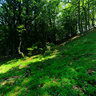 forêt de l'élancèze face à puy mary-fp