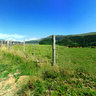 vaches de puy griou-fp