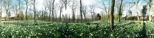 Daffodils at Parc de Sceaux