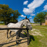 Kamenjar, Novi Sad - Horse