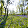 Bluebell Woods In Sussex