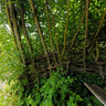 The Weir Dome