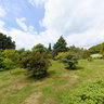 Emmets Garden Tree Walk