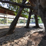 Big ficus tree in Ibirapuera Park