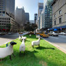 Park Avenue Sheep Herd