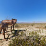 Anza Borrego Desert, Metal Horse Sculptures 1