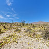 Anza Borrego Desert, Yellow Wildflowers in Bloom