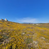 Lake Henshaw Field of Flowers, Santa Rosa Mountains