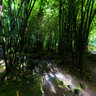Bamboo Forest at 