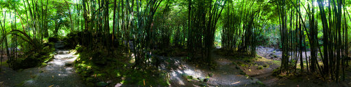 Bamboo Forest at 