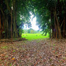 The Two Big Trees