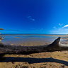 Fallen Tree at Poe Beach