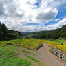 四谷の千枚田 1000 stairs-like rice field