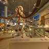 Naturalis, the Dutch National Natural History Museum in Leiden