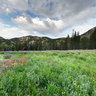 Albion Basin, Alta, Utah, USA