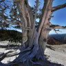 Bristlecone Pine, Cedar Breaks National Monument, Utah, USA