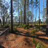 Florida National Scenic Trail, Ocala National Forest, Florida, USA