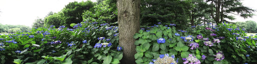 Yoyogi park hydrangea