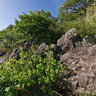Tobago Cays - The Grenadines (Carribean)